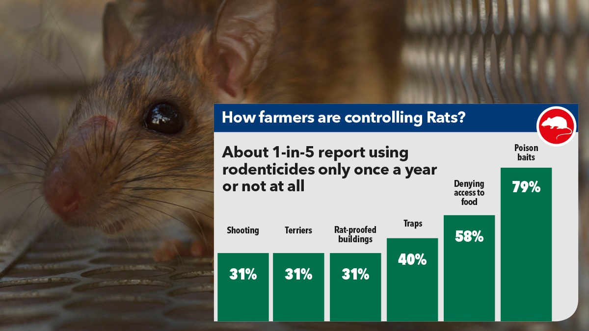 How are farmers controlling rats